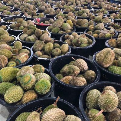 Durian
