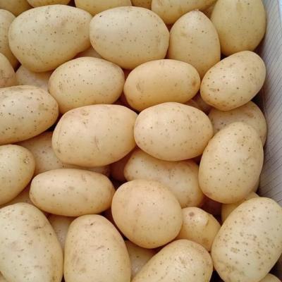 Potato